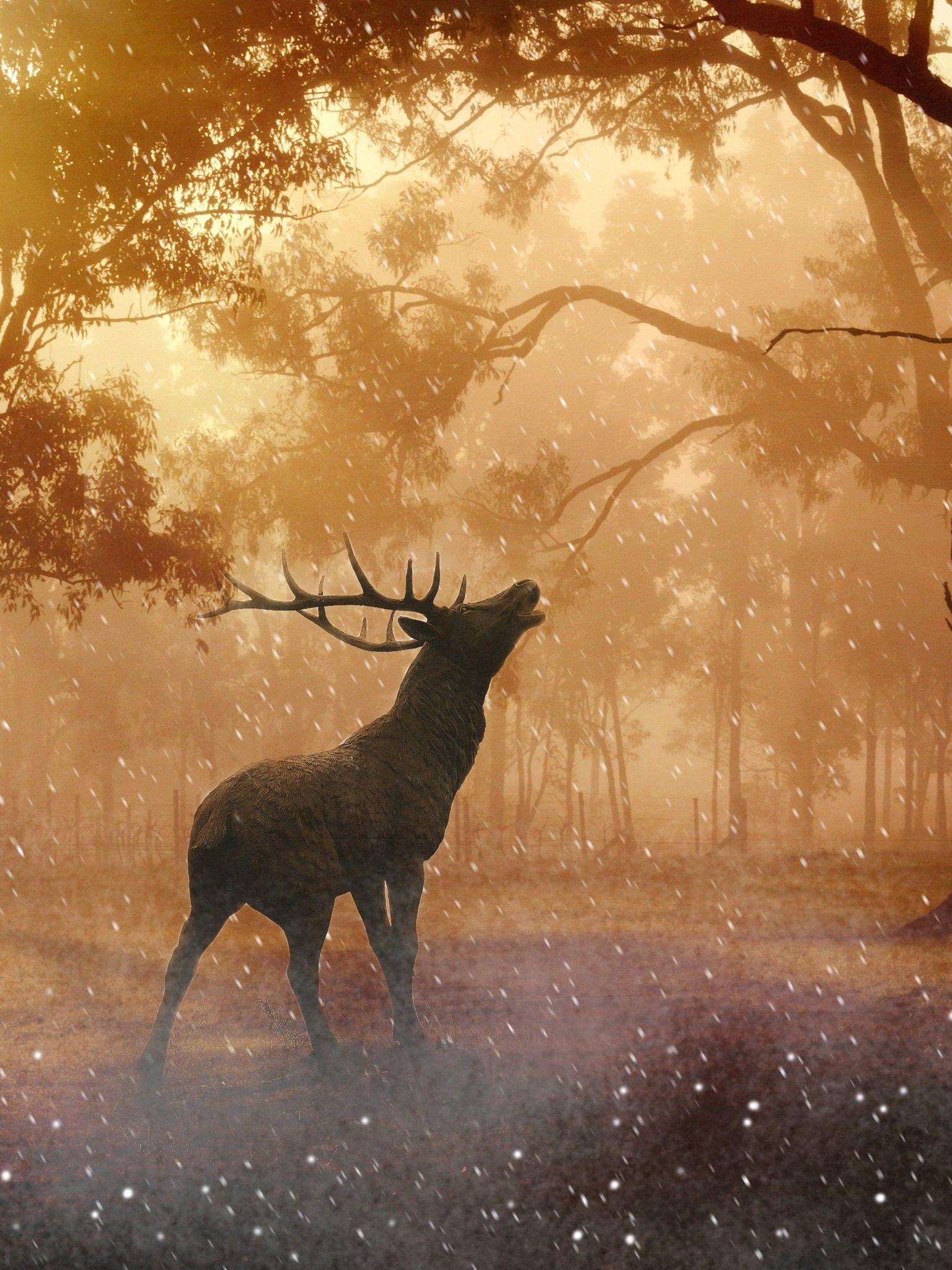1536x2048 Beautiful Fallow Deer in Forest Autumn Wallpaper Retina iPad