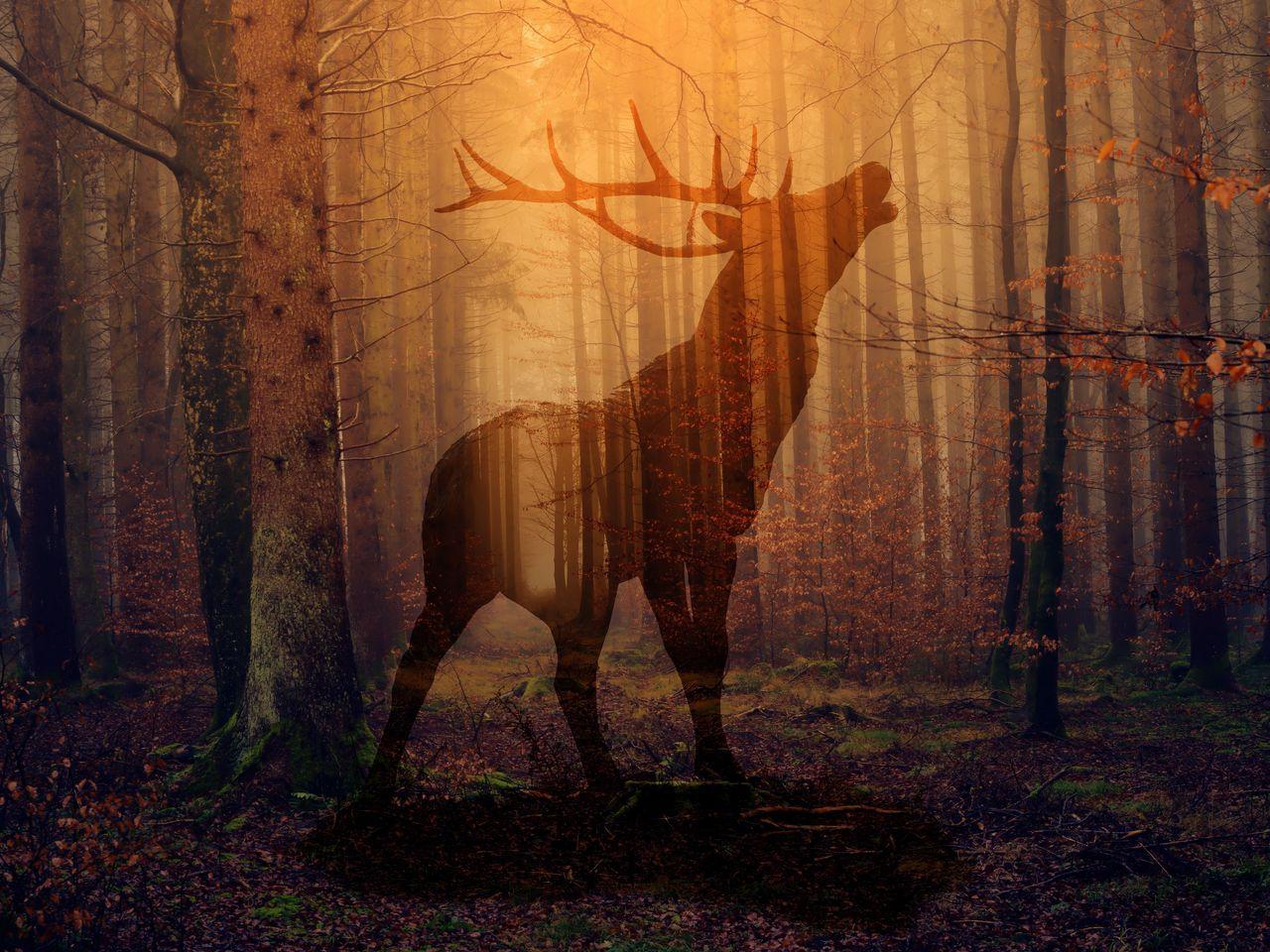1280x960 Download wallpaper 1280x960 deer, forest, fog, silhouette, autumn standard 4:3 HD background