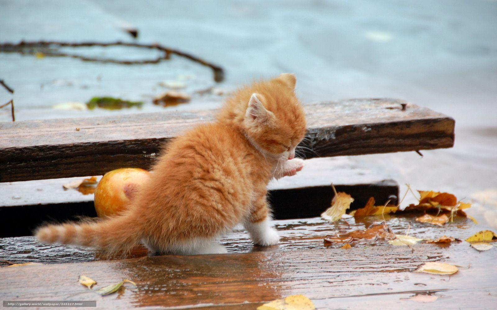 1600x1000 Download wallpaper cat, autumn, nature free desktop wallpaper in the resolution 1920x1200