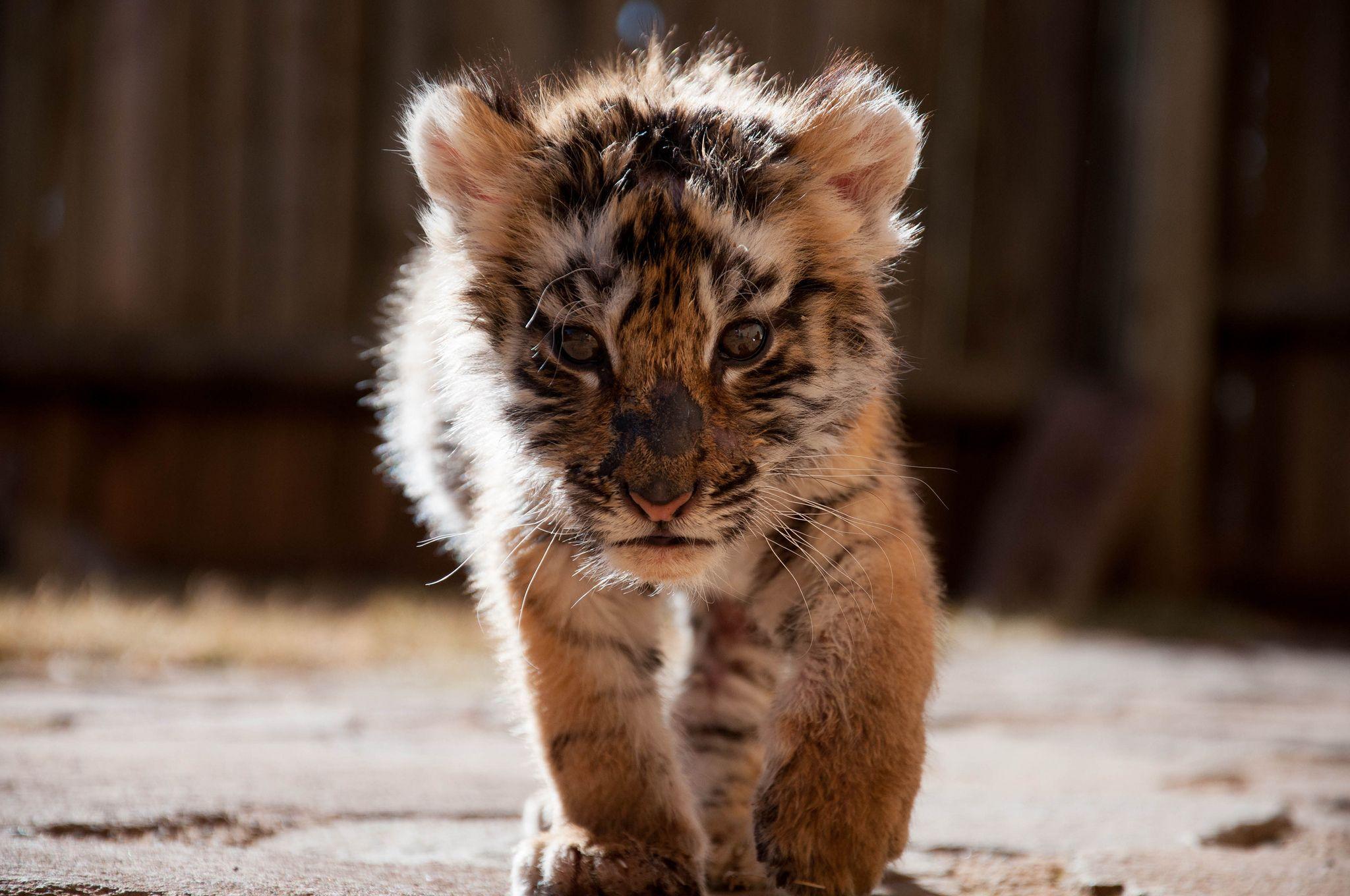 2048x1360 Baby Tiger Wallpaper
