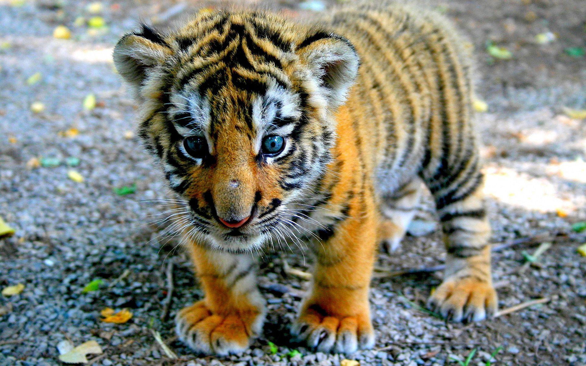 1920x1200 Baby Tiger Wallpaper