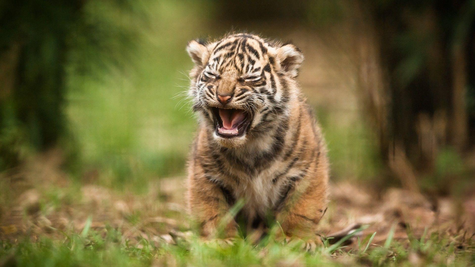 1920x1080 Search Results For “baby Tiger Wallpaper Hd” Adorable Baby Tiger Wallpaper HD HD Wallpaper