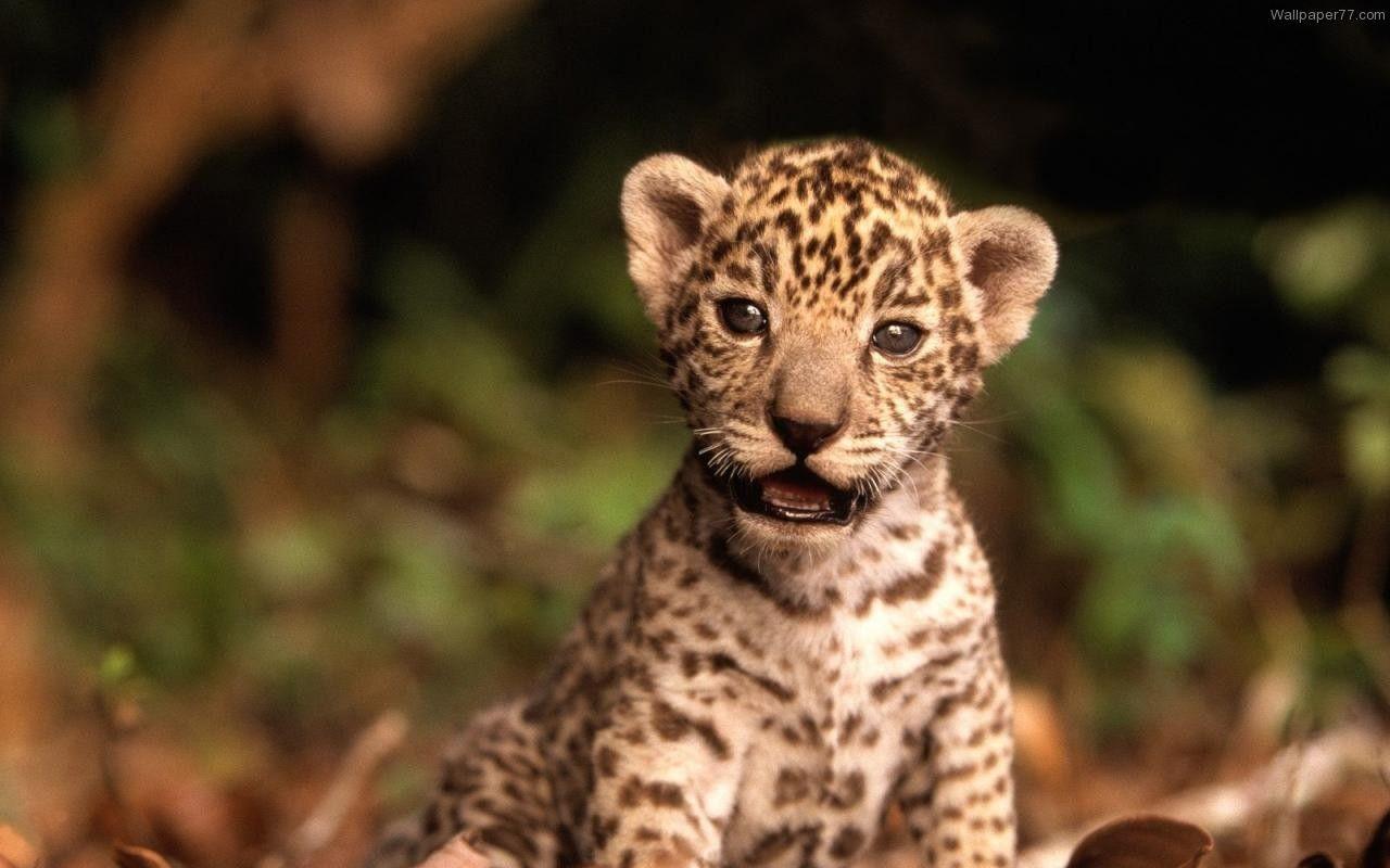 1280x800 Free download Cute Baby Tiger Wallpaper Magz [1280x800] for your Desktop, Mobile & Tablet. Explore Cute Baby Tiger Wallpaper. Sweet Babies Wallpaper, Cute Babies Wallpaper Free Download, Cute