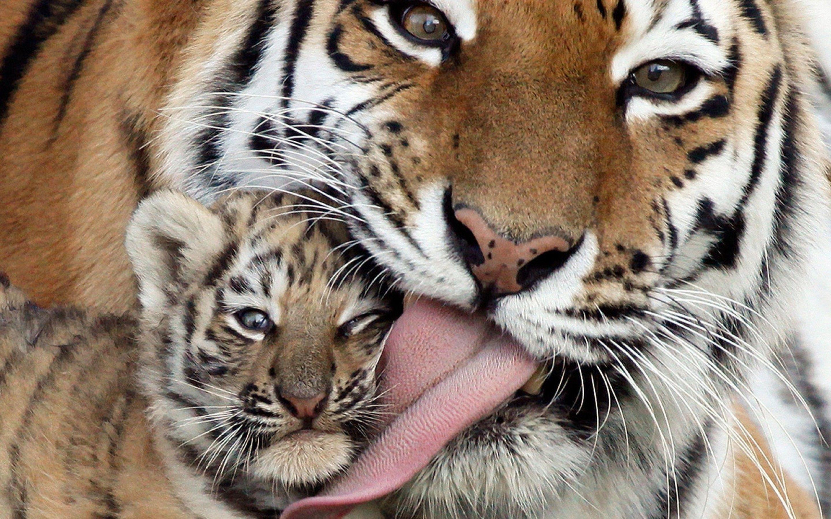 2880x1800 Baby Tiger Wallpaper .