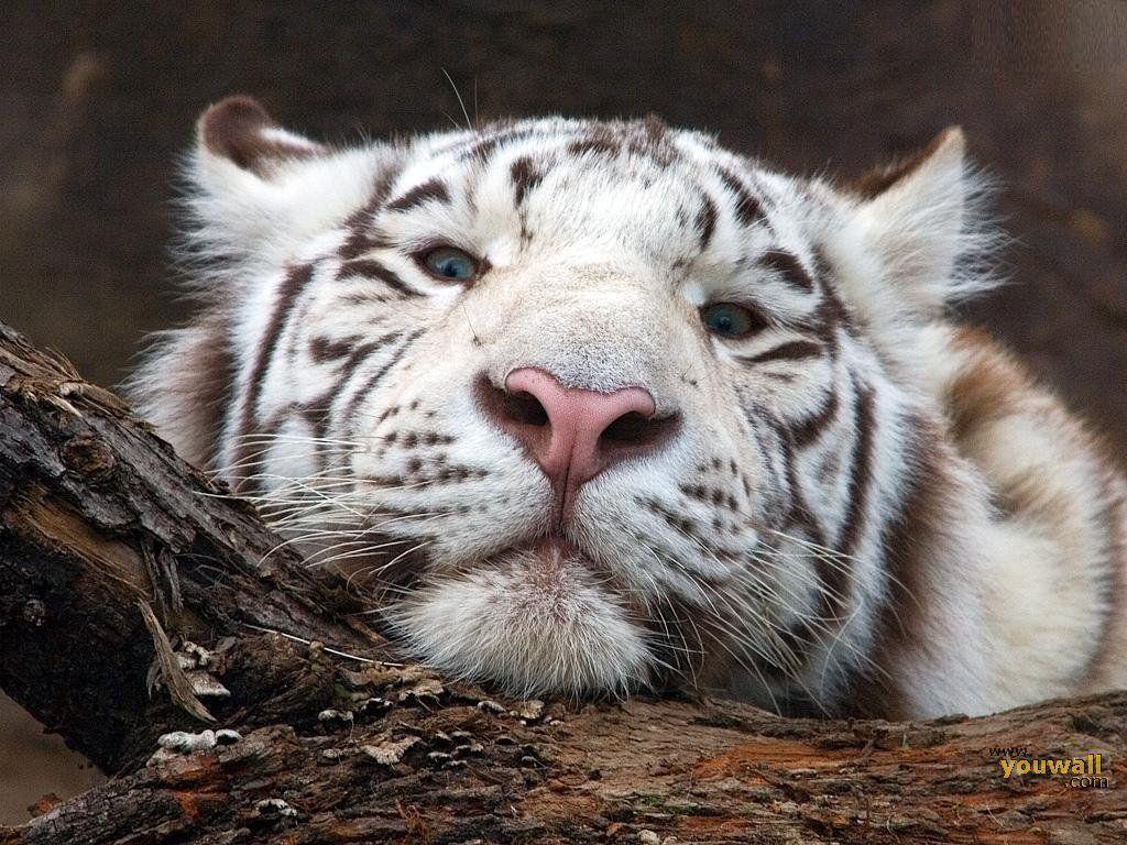 1024x768 Baby White Tiger Wallpaper