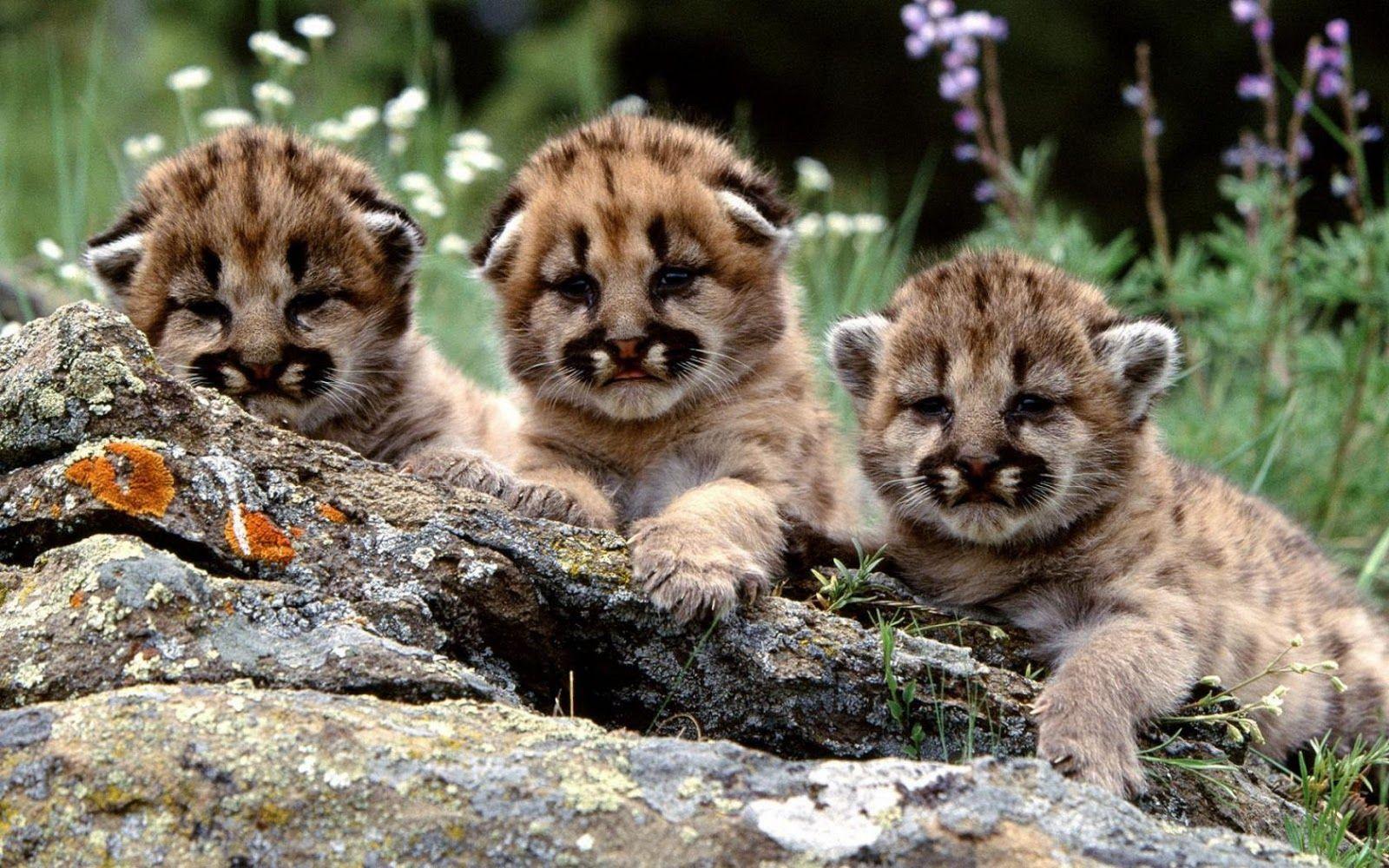 1600x1000 Free download wattafukk Three cute tiger cubs [1600x1000] for your Desktop, Mobile & Tablet. Explore Cute Baby Tiger Wallpaper. Sweet Babies Wallpaper, Cute Babies Wallpaper Free Download, Cute Baby Wallpaper HD