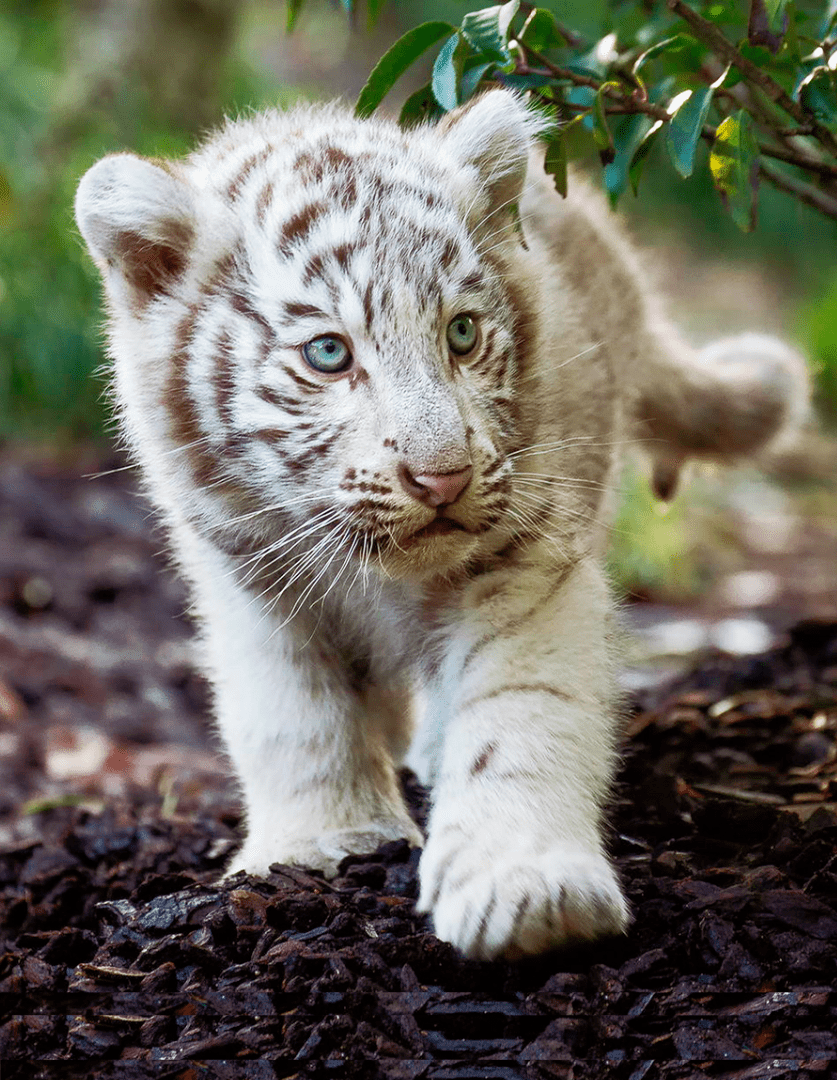837x1080 White Baby Tiger. Lion king animals, Animals, Baby tigers