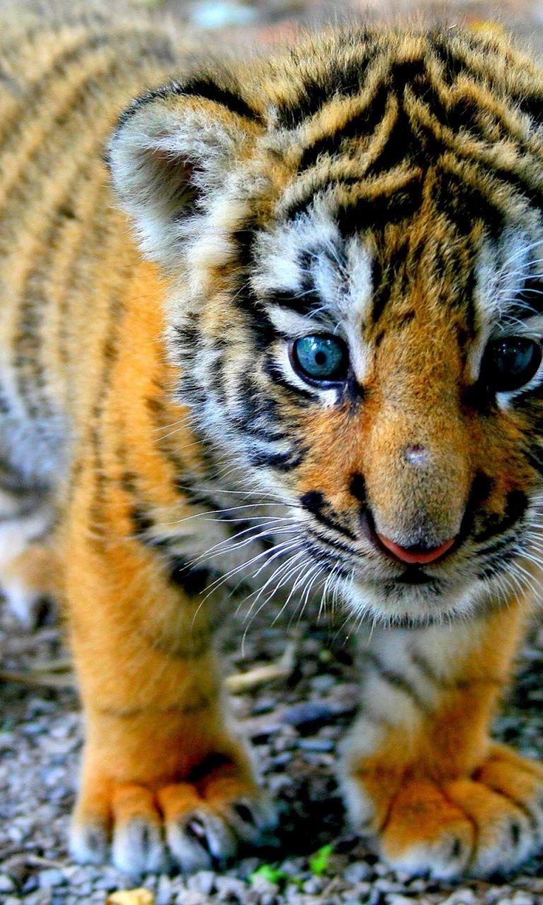 768x1280 Cute Tiger Cub Nexus 4 wallpaper