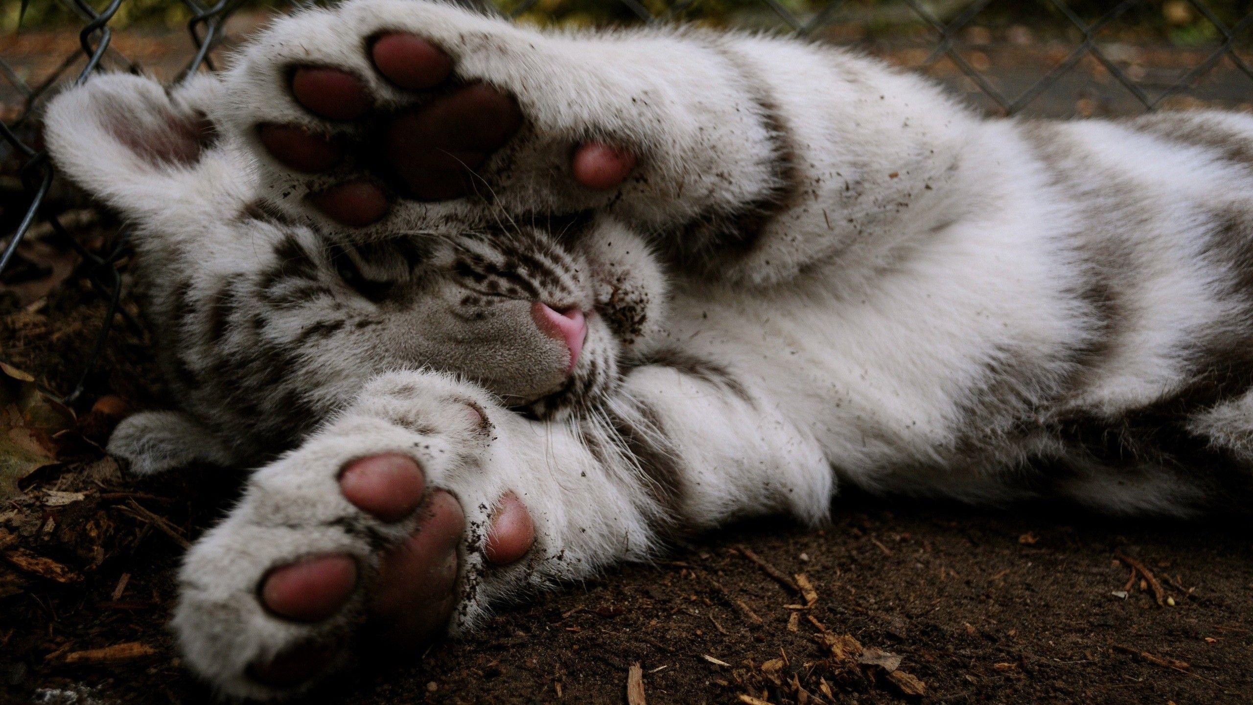 2560x1441 Cute Baby Tiger iPhone Wallpaper