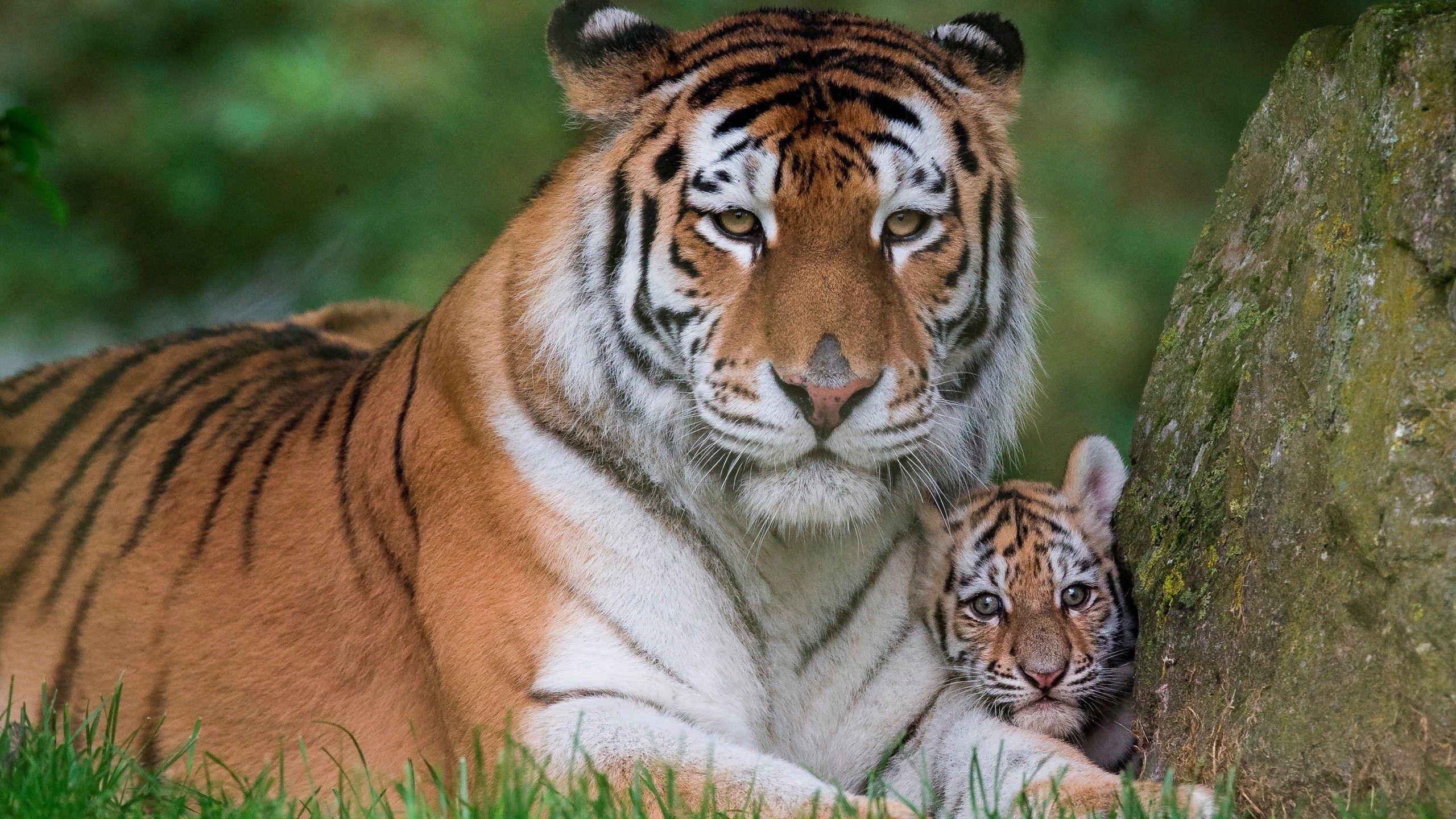 2560x1440 Baby Tigers Wallpaper
