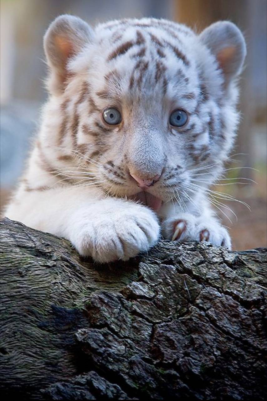 853x1280 Baby tiger wallpaper