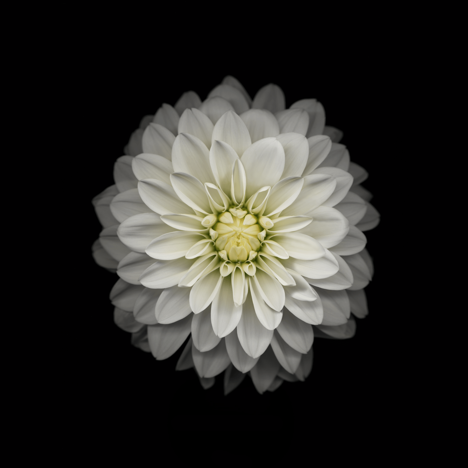 1556x1556 Original Apple Stock Wallpaper for iPad