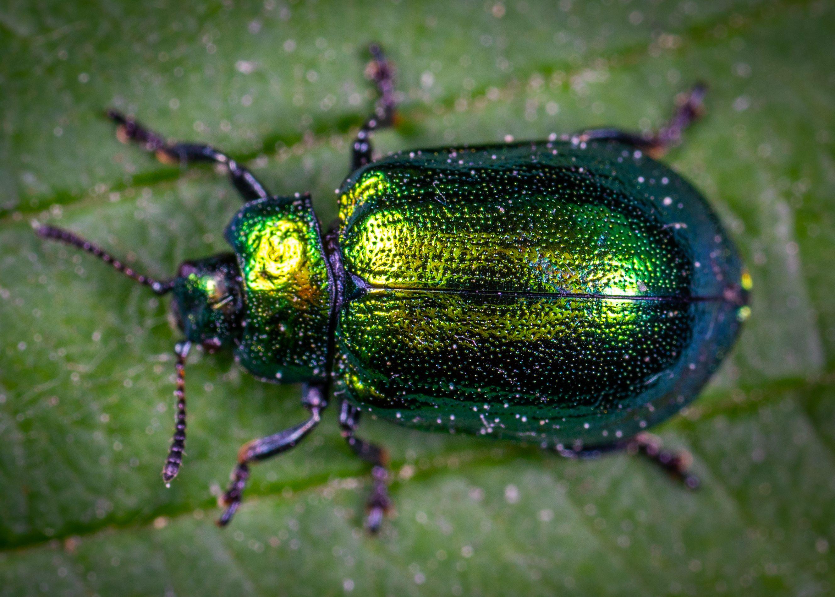 2657x1901 Macro Photography of Jewel Beetle on Green Leaf · Free