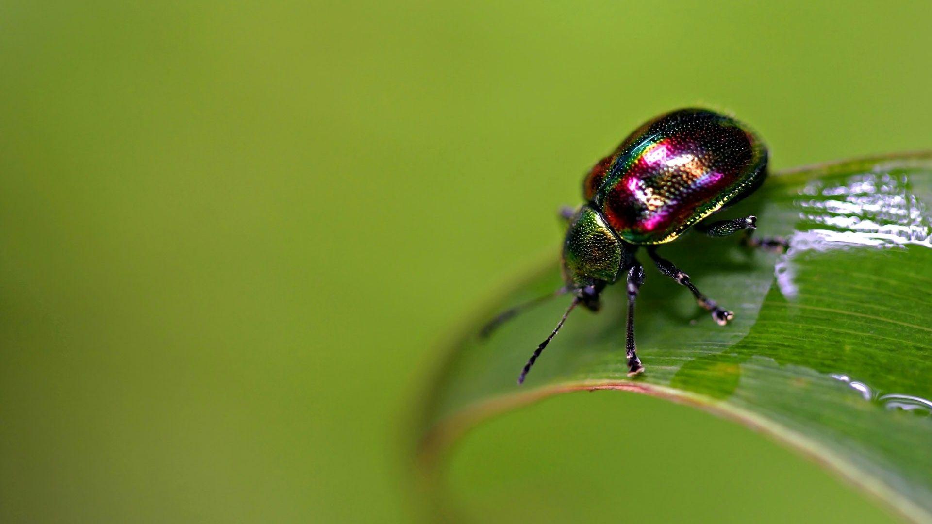 1920x1080 Beetles Wallpaper