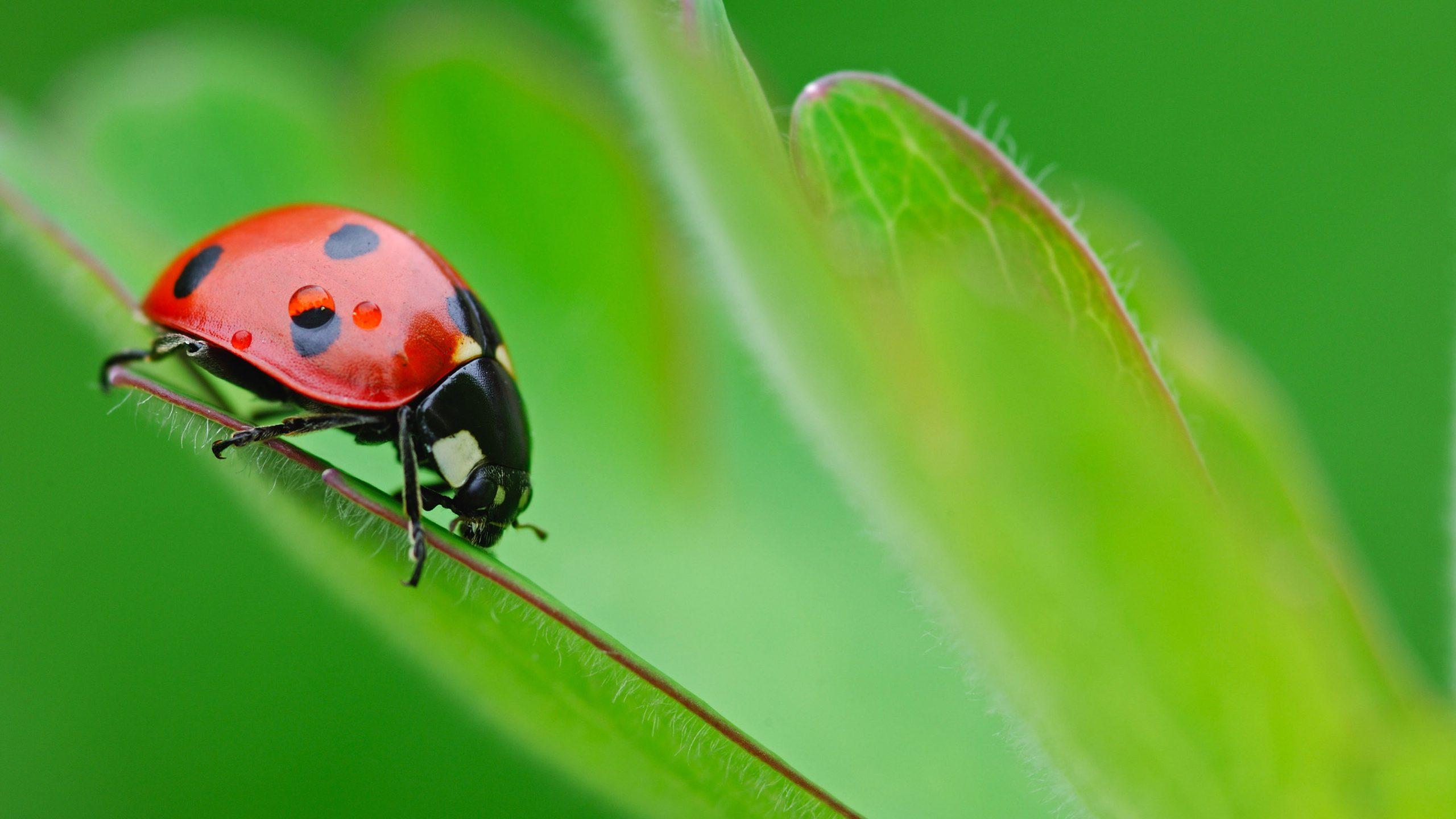 Green Beetle Wallpapers - Top Free Green Beetle Backgrounds