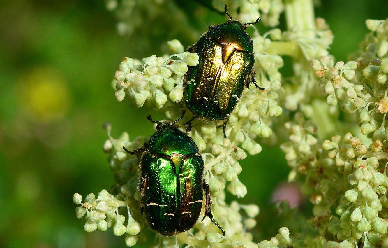 1332x850 Wallpaper macro, flowers, insects, background, beetle, green, pair, bugs, white, two, bokeh, brantovka Golden, two beetle image for desktop, section макро