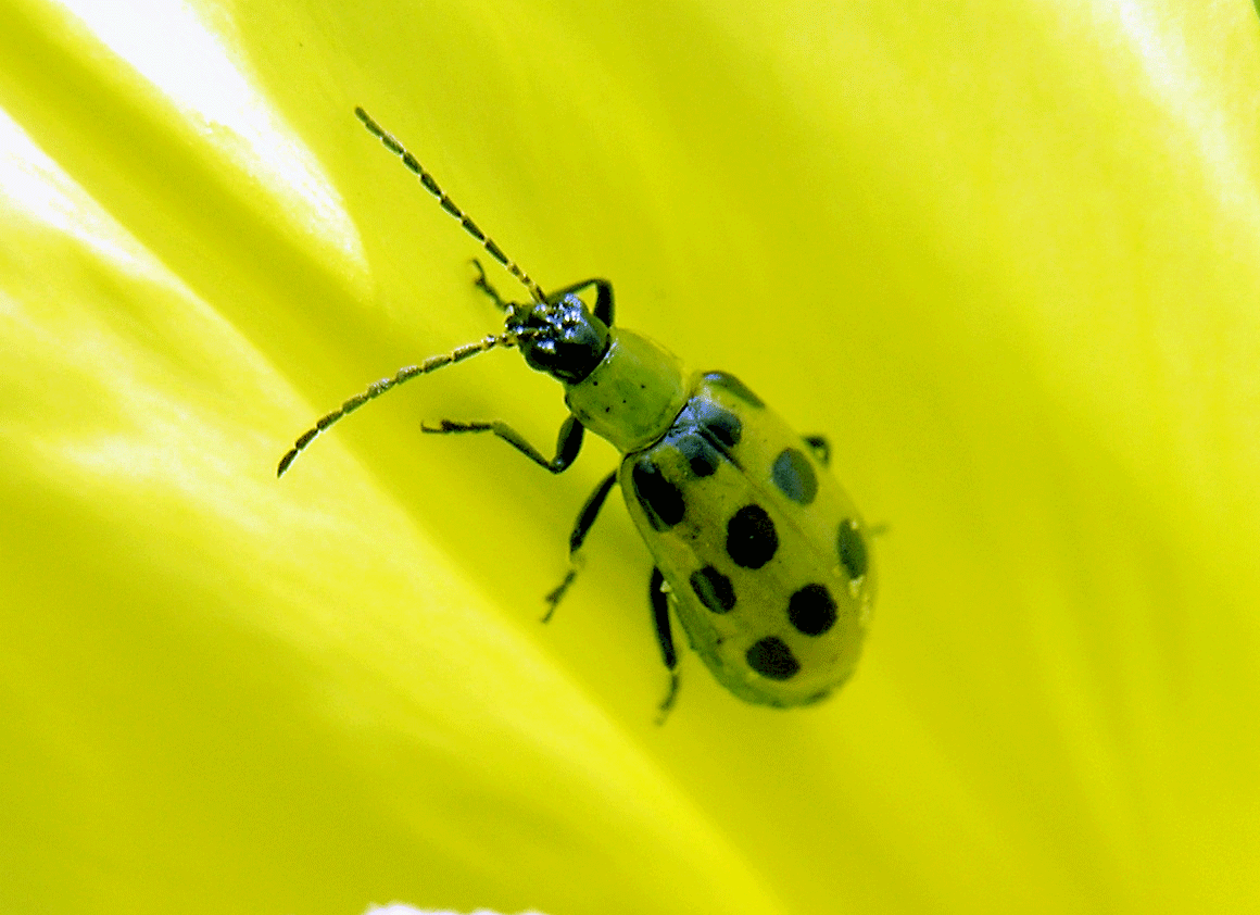 1160x842 Black Beetle Wallpaper. Black Wallpaper, Amazing Black Wallpaper and Black Victorian Wallpaper