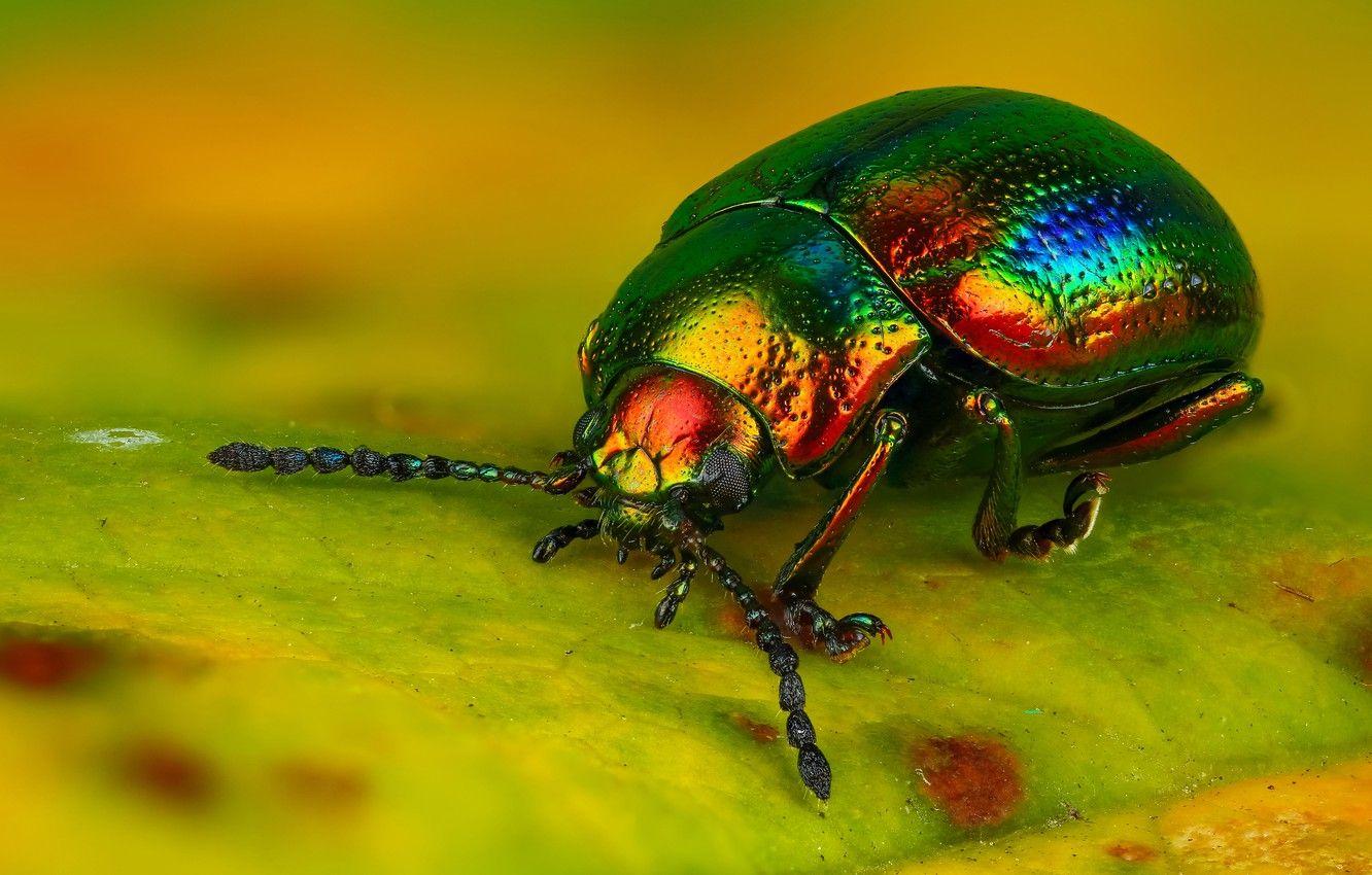 Green Beetle Wallpapers - Top Free Green Beetle Backgrounds ...