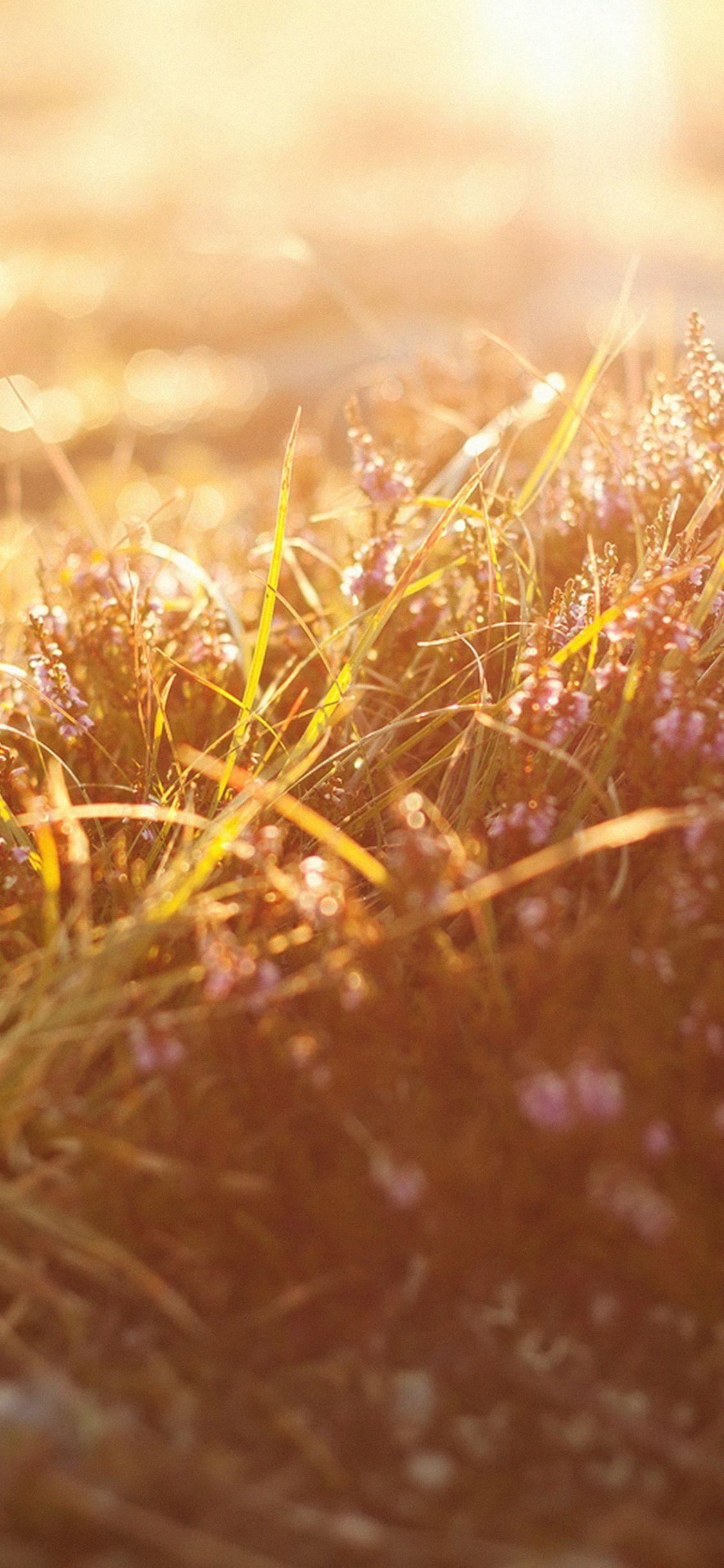 1125x2436 Sun Rise Flower Grass Love Nature #iPhone #X #wallpaper. Wallpaper iphone summer, Wallpaper iphone tumblr grunge, Pretty wallpaper iphone