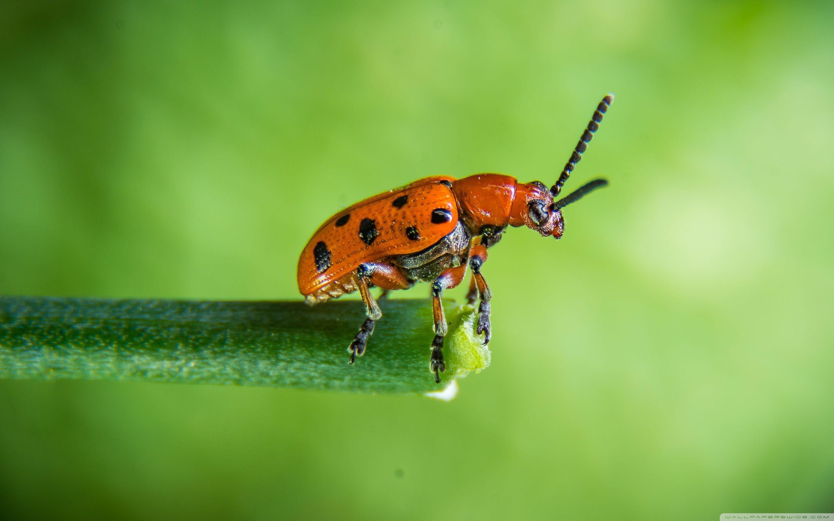 2880x1800 Download Orange Beetle, Green Background, Macro UltraHD Wallpaper