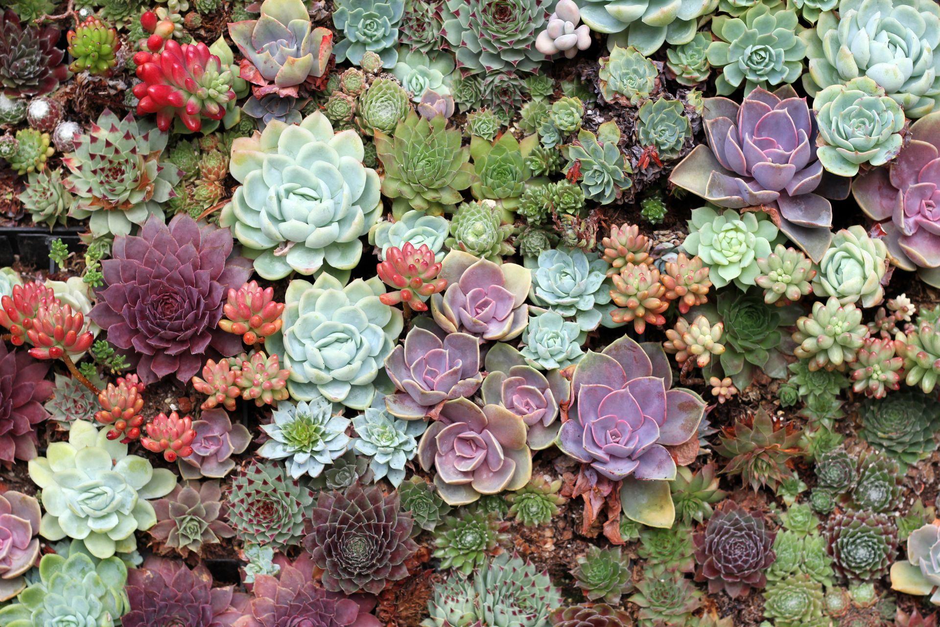 Succulent Plants Background Images Hd Wallpaper - IMAGESEE