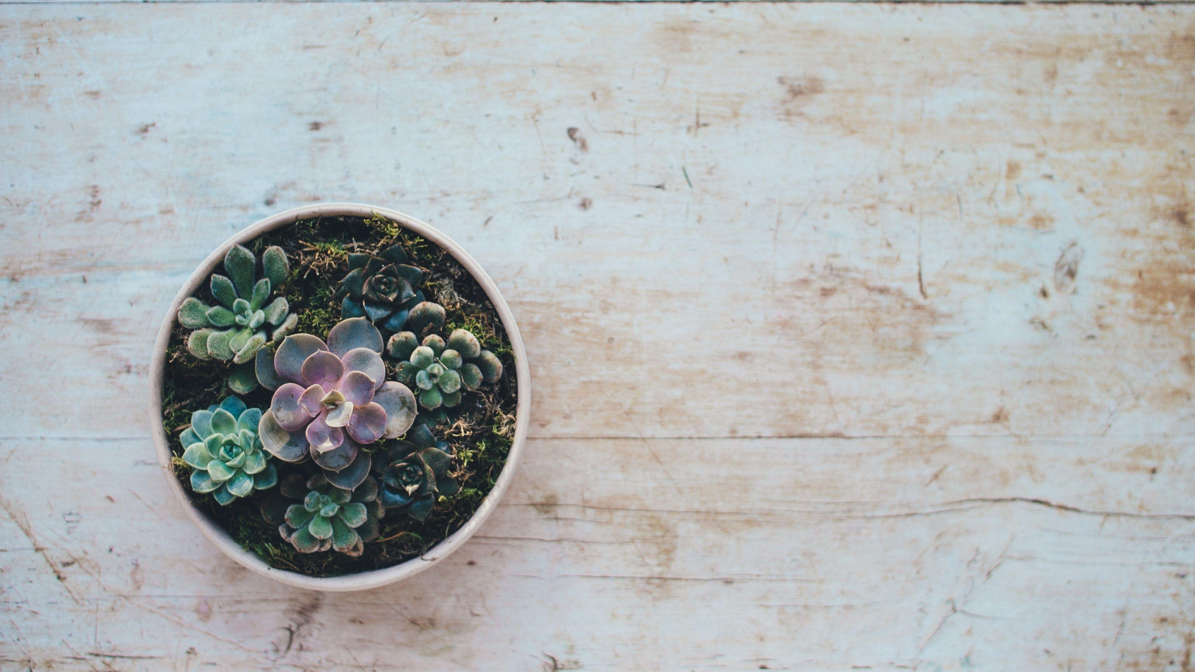 3840x2160 Succulent Desktop Background .