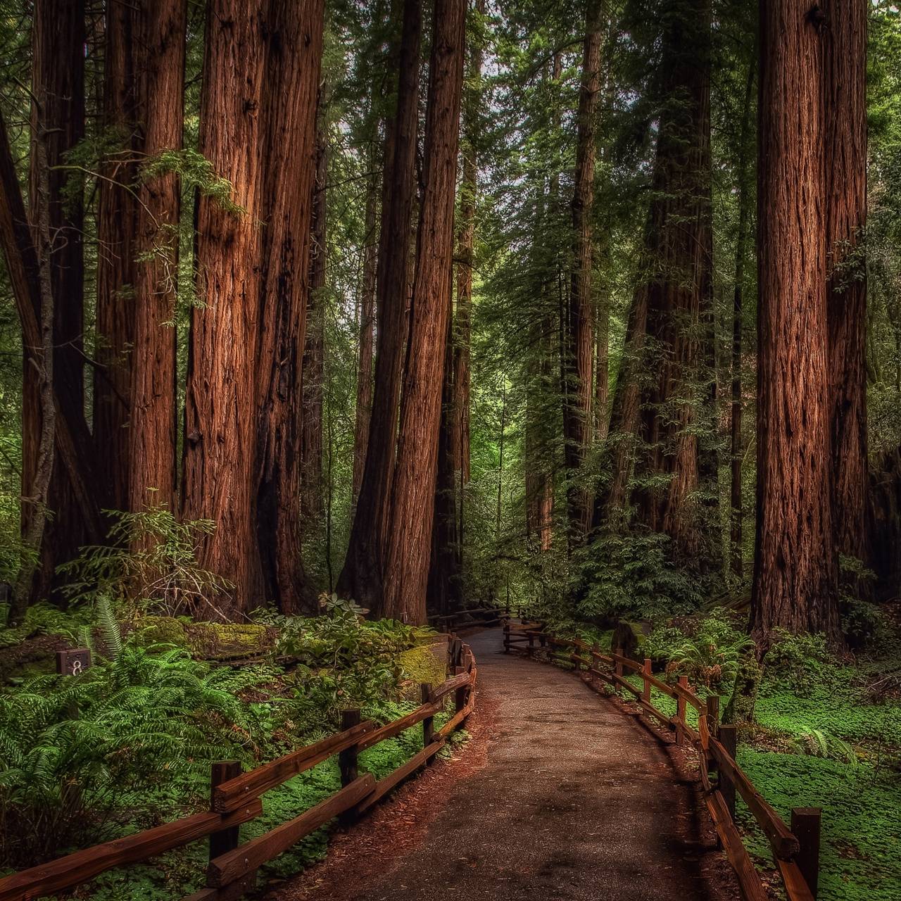 1280x1280 Nature Path wallpaper