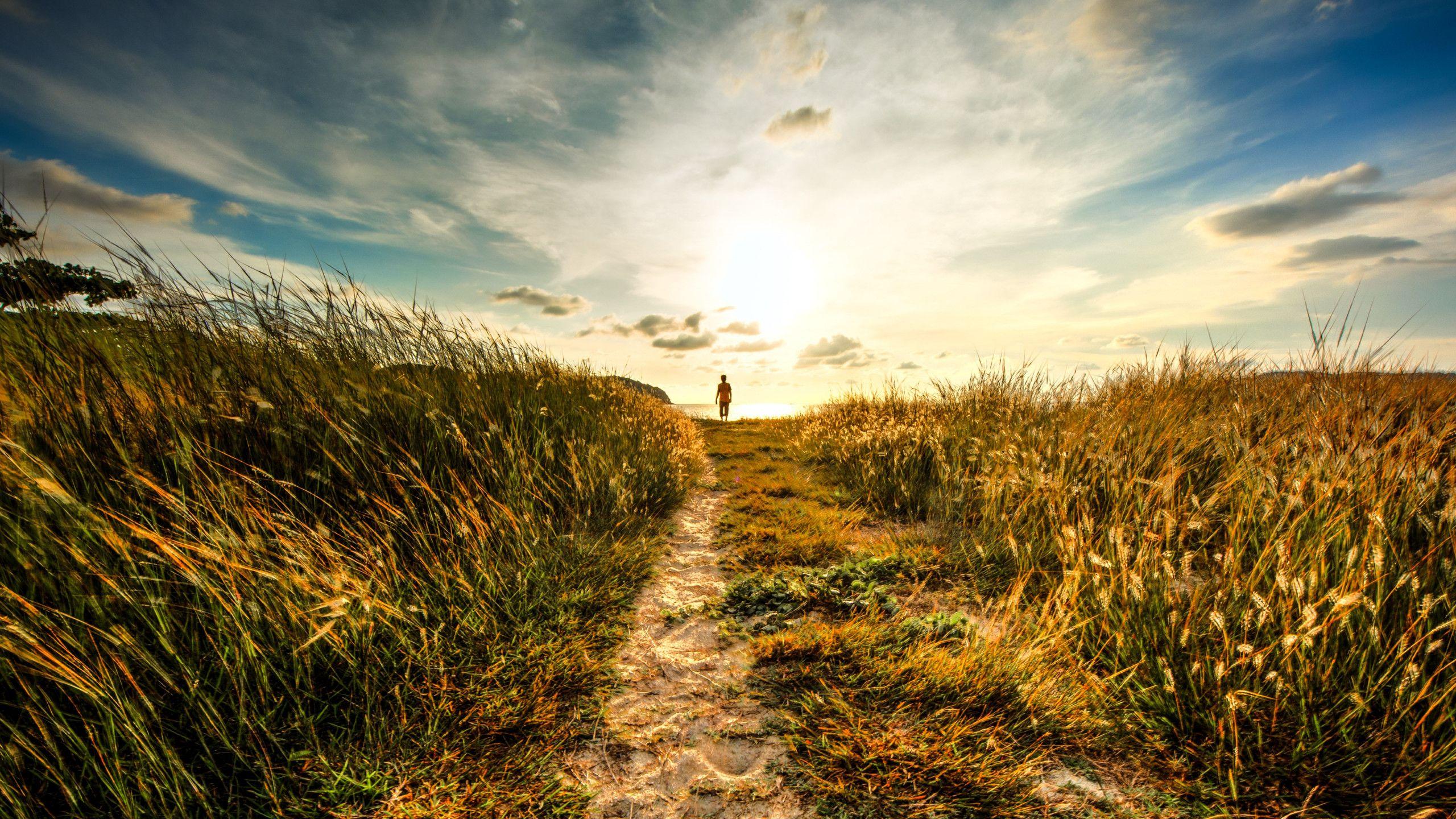 2560x1440 Download wallpaper: Walk to sunset on the nature path 2560x1440