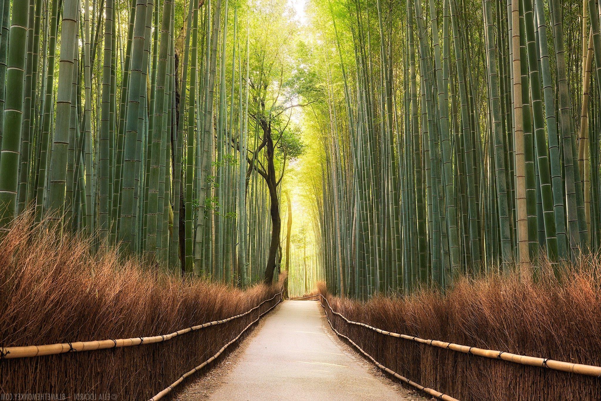 2048x1367 landscape nature path bamboo trees forest wallpaper