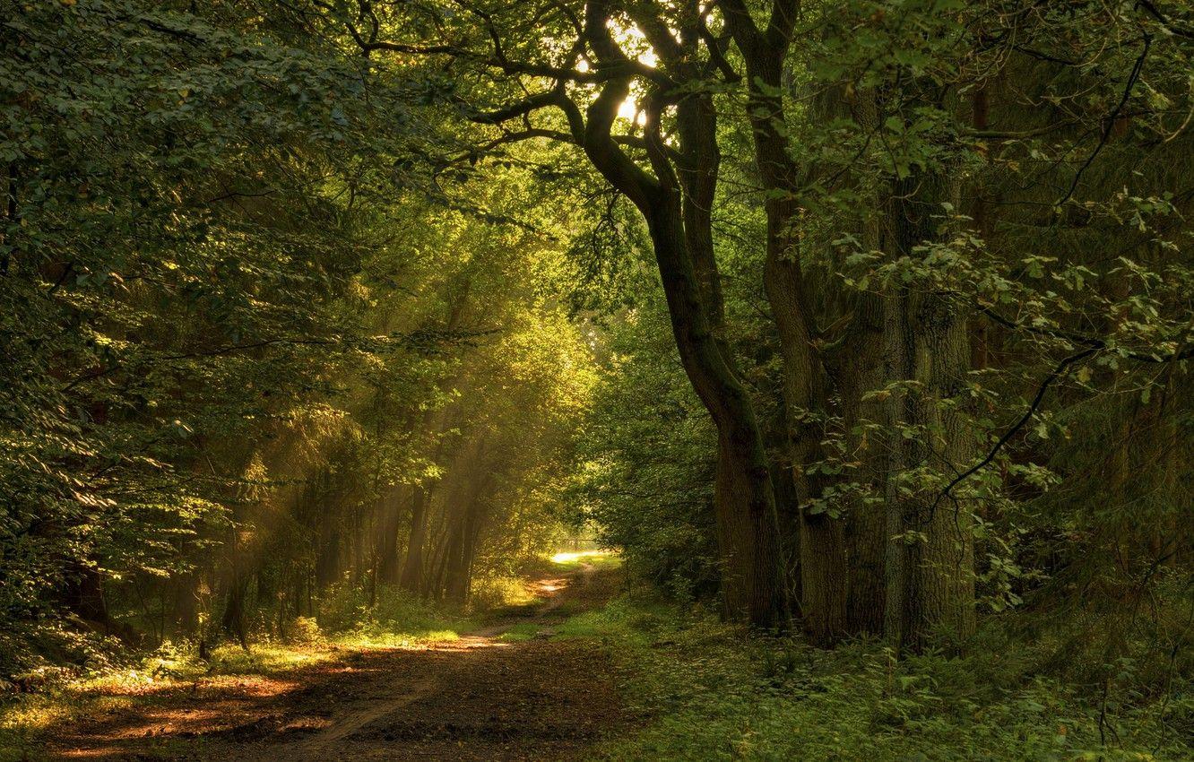 1332x850 Wallpaper road, forest, leaves, the sun, rays, light, trees, nature, path image for desktop, section природа
