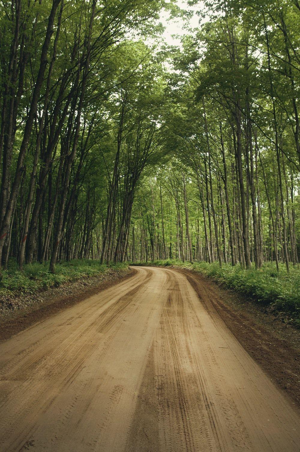 1000x1504 Nature Road Picture [HD]. Download Free Image