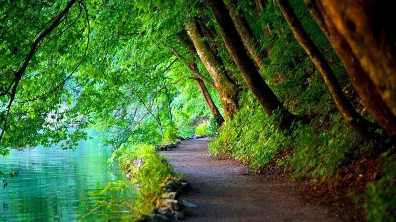 1366x768 Nature Path Desktop Background .