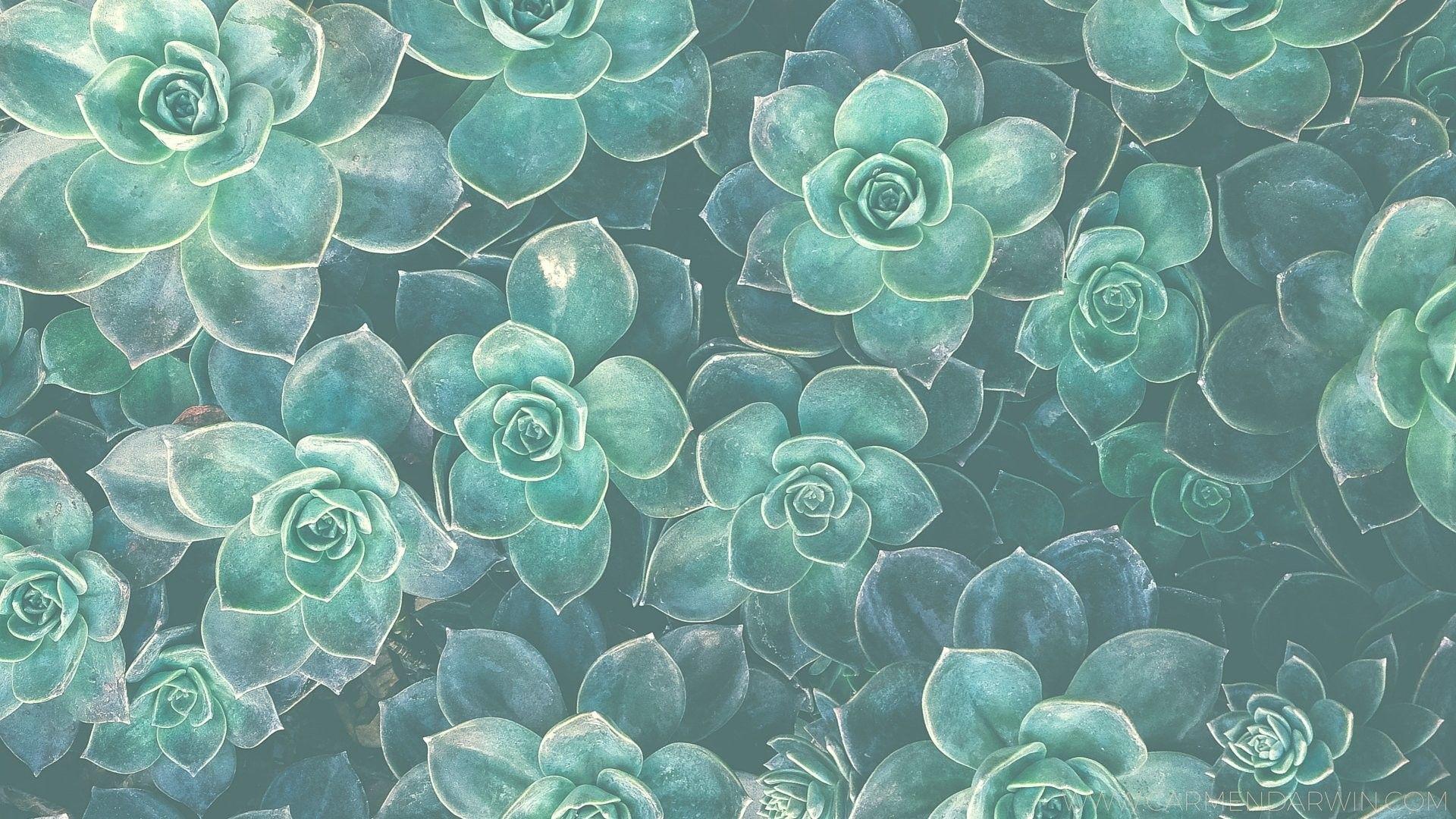 1920x1080 Laptop Wallpaper Succulents