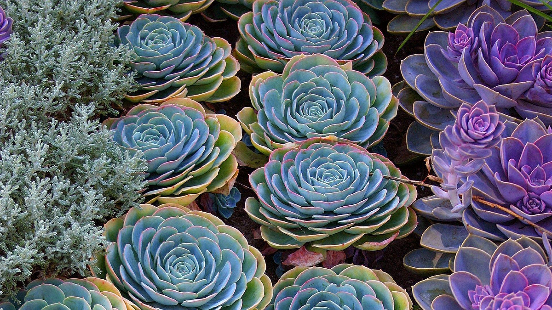 Succulent Garden Desktop Wallpapers - Top Free Succulent Garden Desktop ...