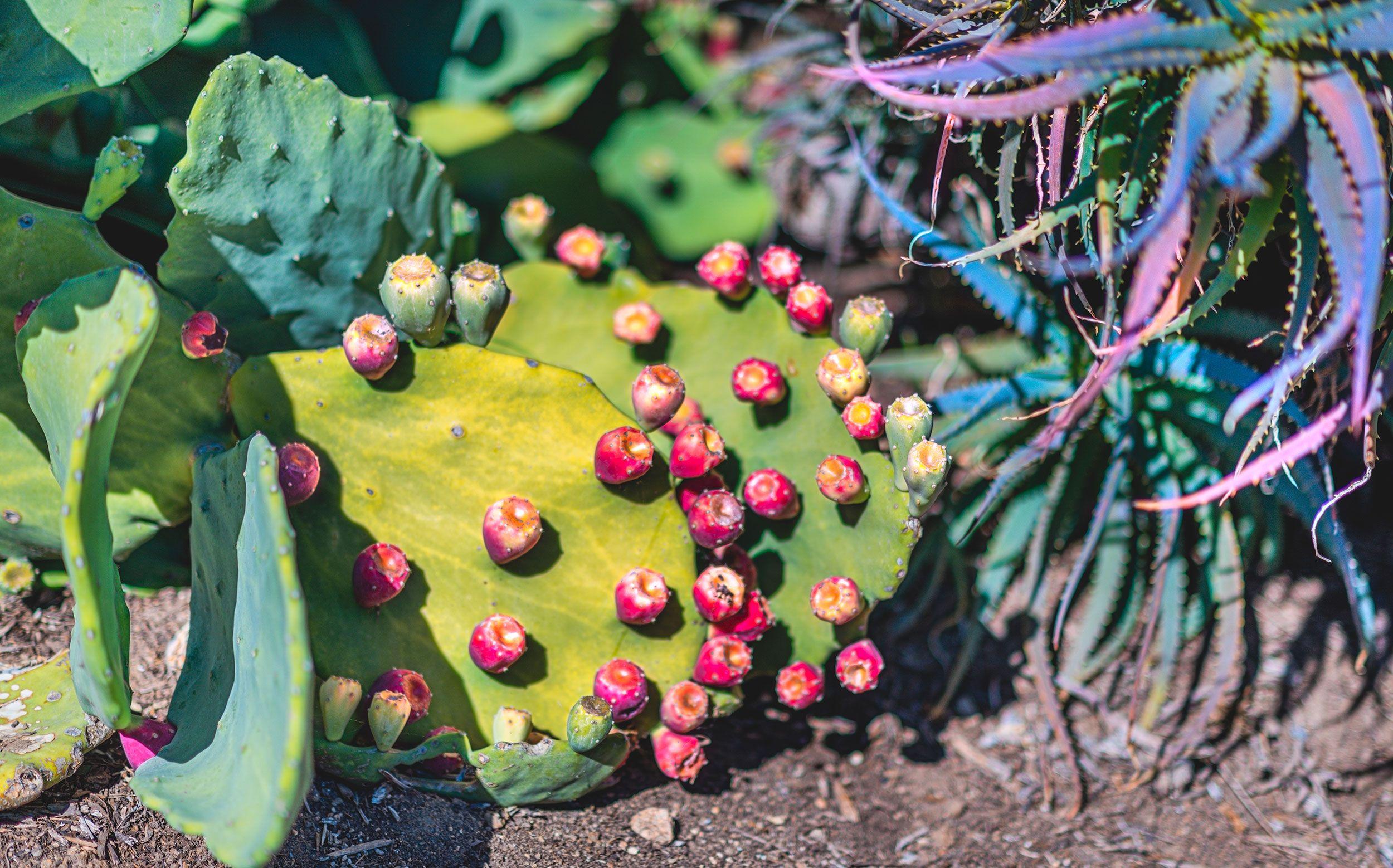 2500x1558 Prickly Pear, Los Angeles : Desktop Wallpaper Release