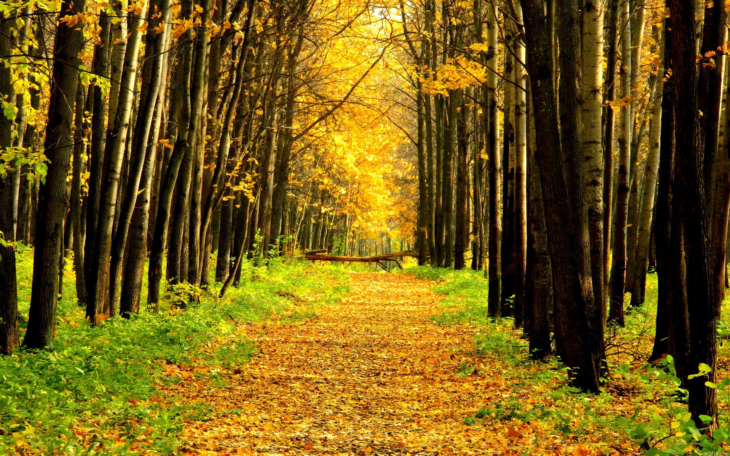 2560x1600 Nature path