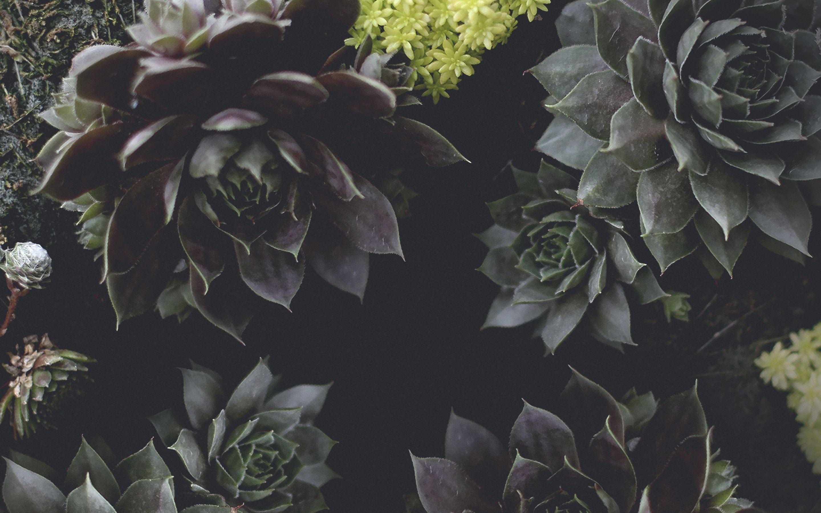 2880x1800 Succulent Garden Desktop Wallpaper .