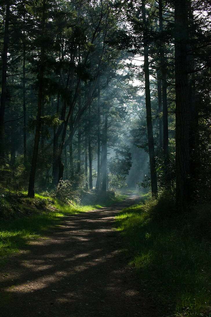 728x1092 Forest Nature Wallpaper Portrait