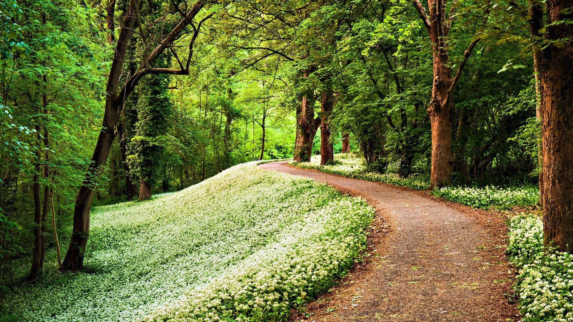 1920x1080 Beautiful Nature Path Straght .