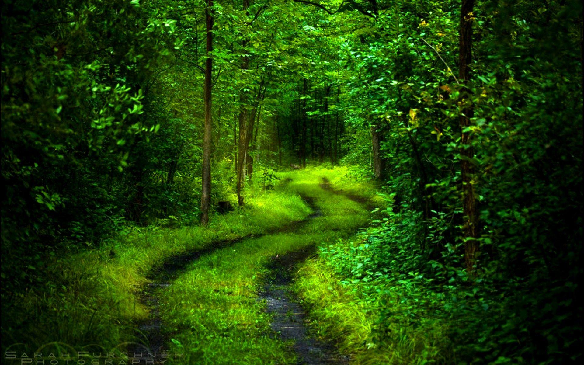 1920x1200 Forest Path wallpaperx1200