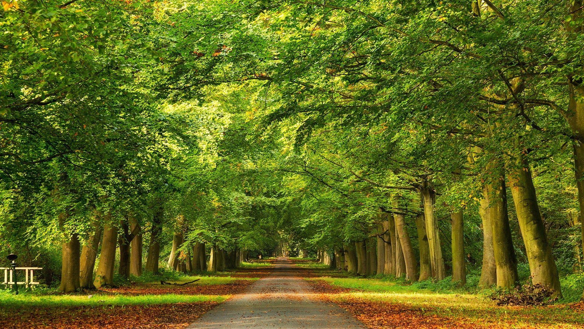 1920x1080 Autumn Walk Path Trees Nature Fall Woods Forest Splendor Leaves Alley Green HD Wallpaper. Scenery wallpaper, Tree, Tree image