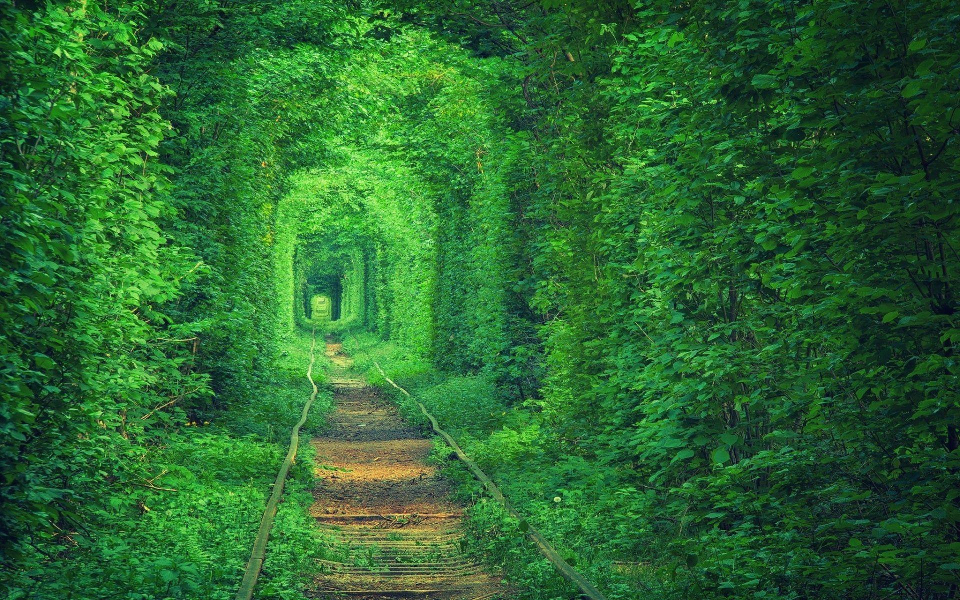 1920x1200 animals, beautyful, forest, green, nature, path, relaxing, trees 4k wallpaper
