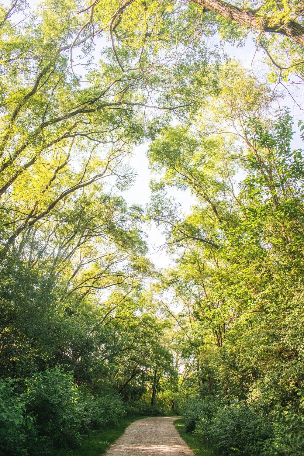 1000x1500 Nature Walk Picture. Download Free Image