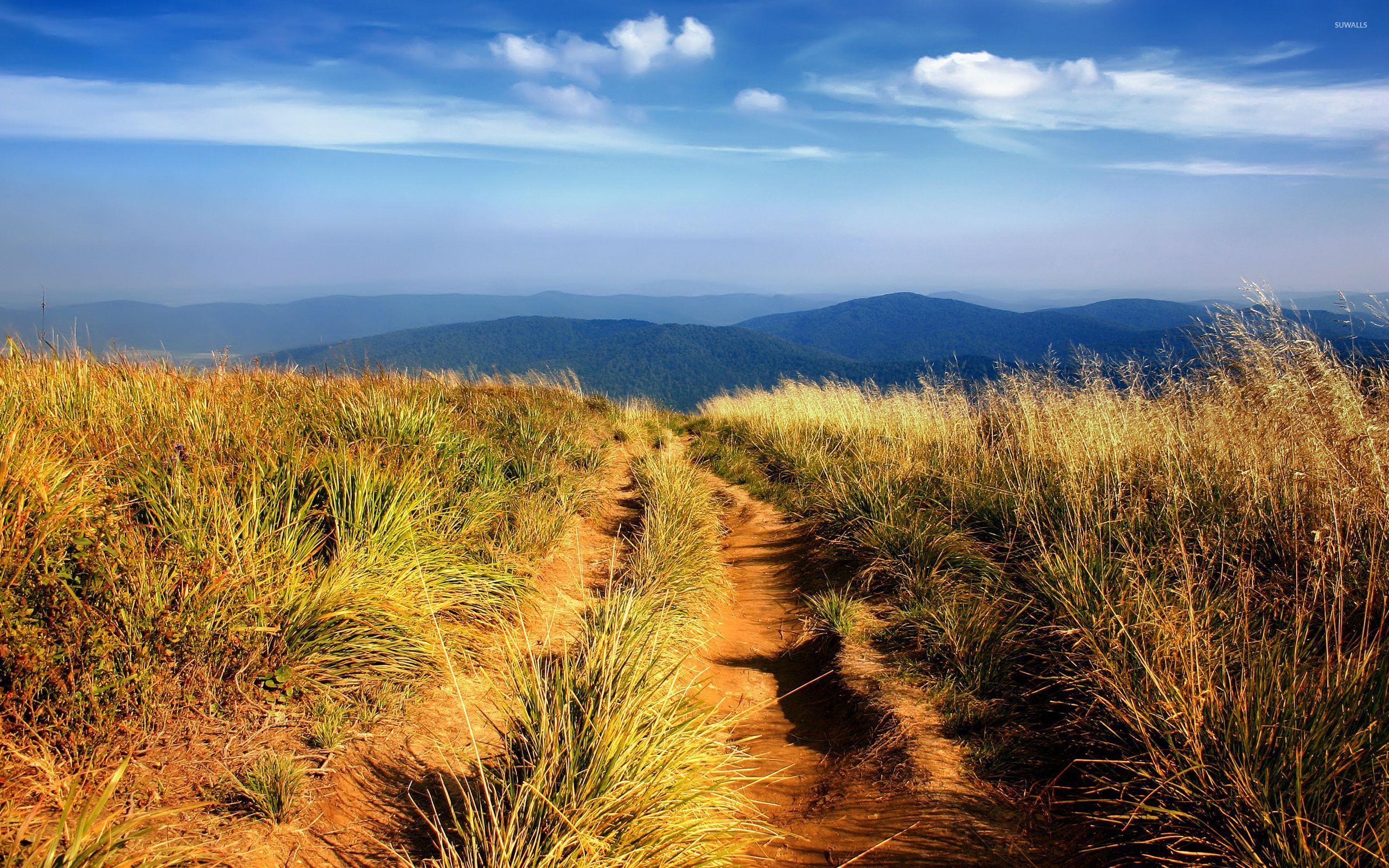 2560x1600 Path on a high hill with a great view of the green forest wallpaper wallpaper