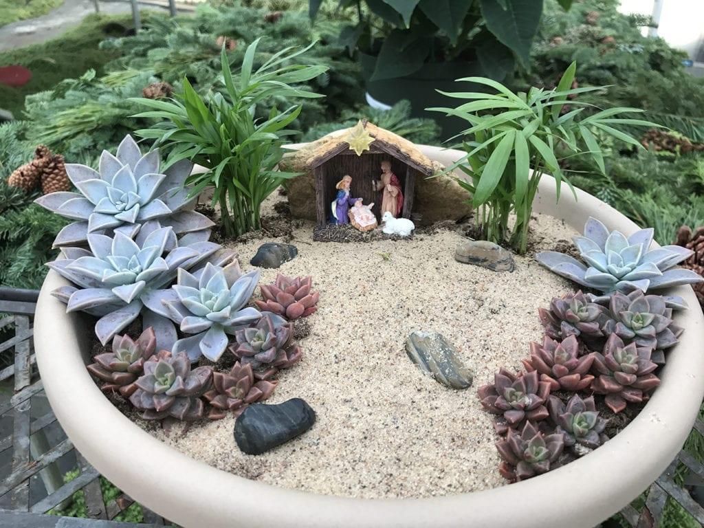 1024x768 Amazing Selection of Denver, CO Succulent Plants