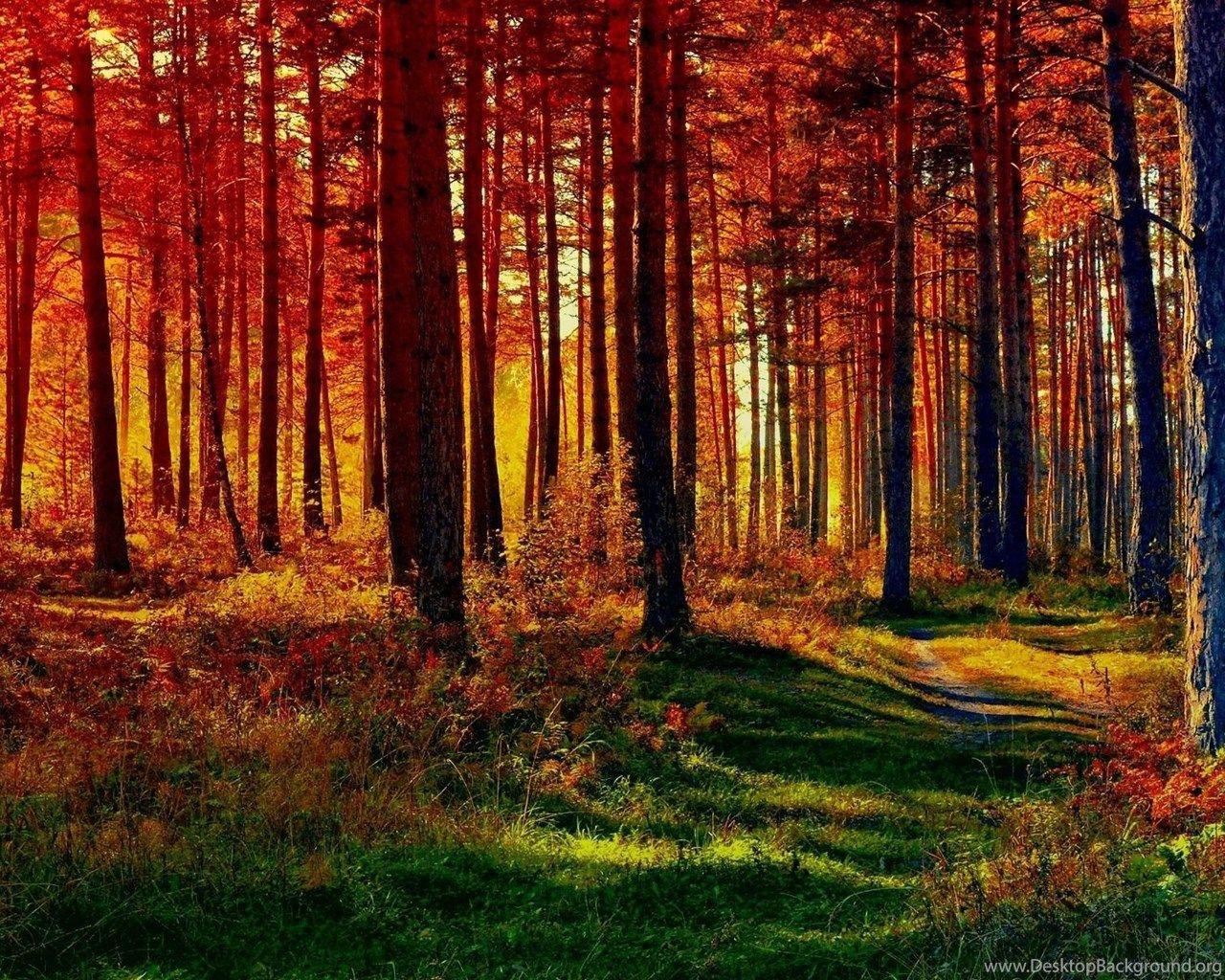 1280x1024 Fall Forest Nature Path HD Wallpaper 1596 - Forest Path HD. Desktop Background
