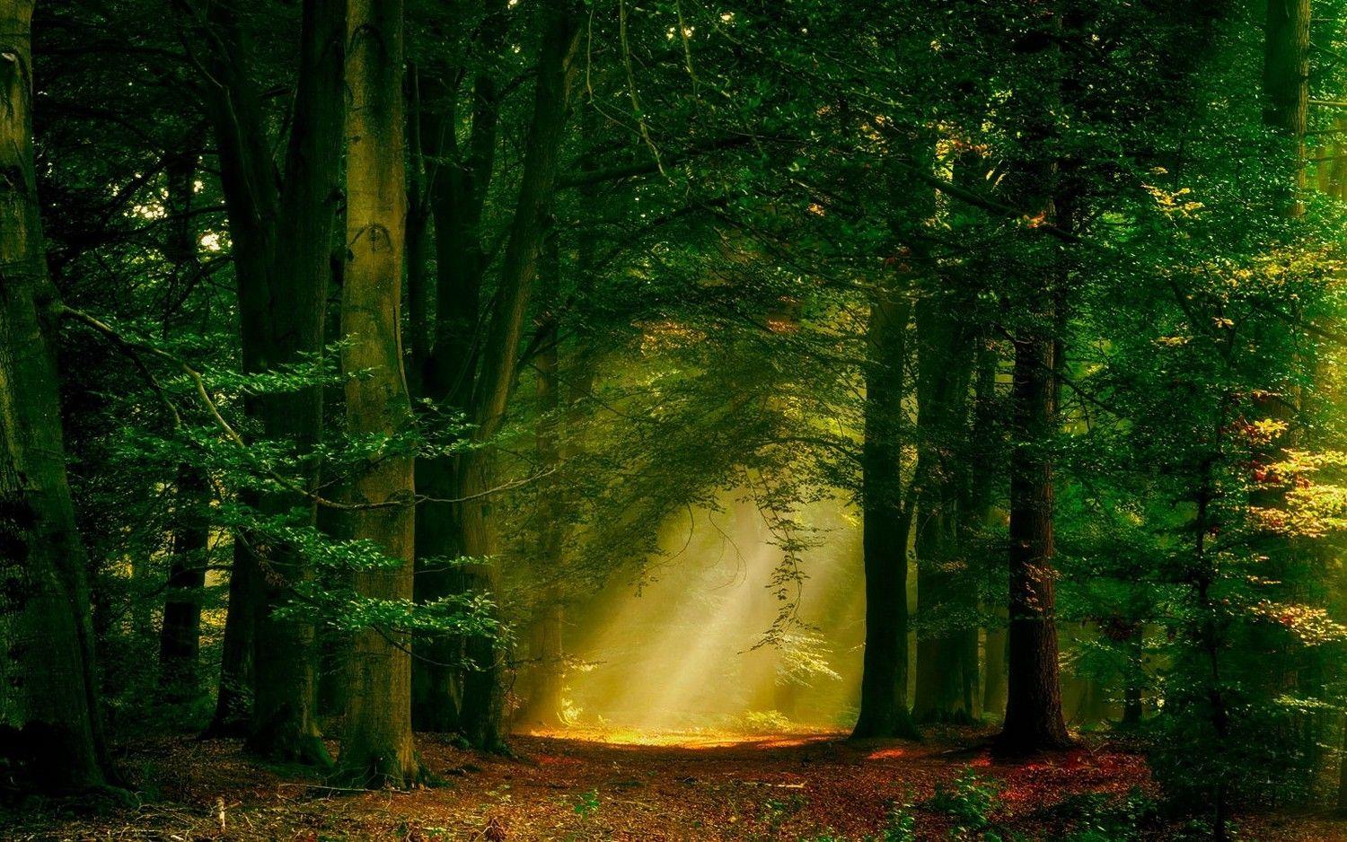 1500x938 sun Rays, Forest, Nature, Path, Trees, Landscape, Mist Wallpaper HD / Desktop and Mobile Background