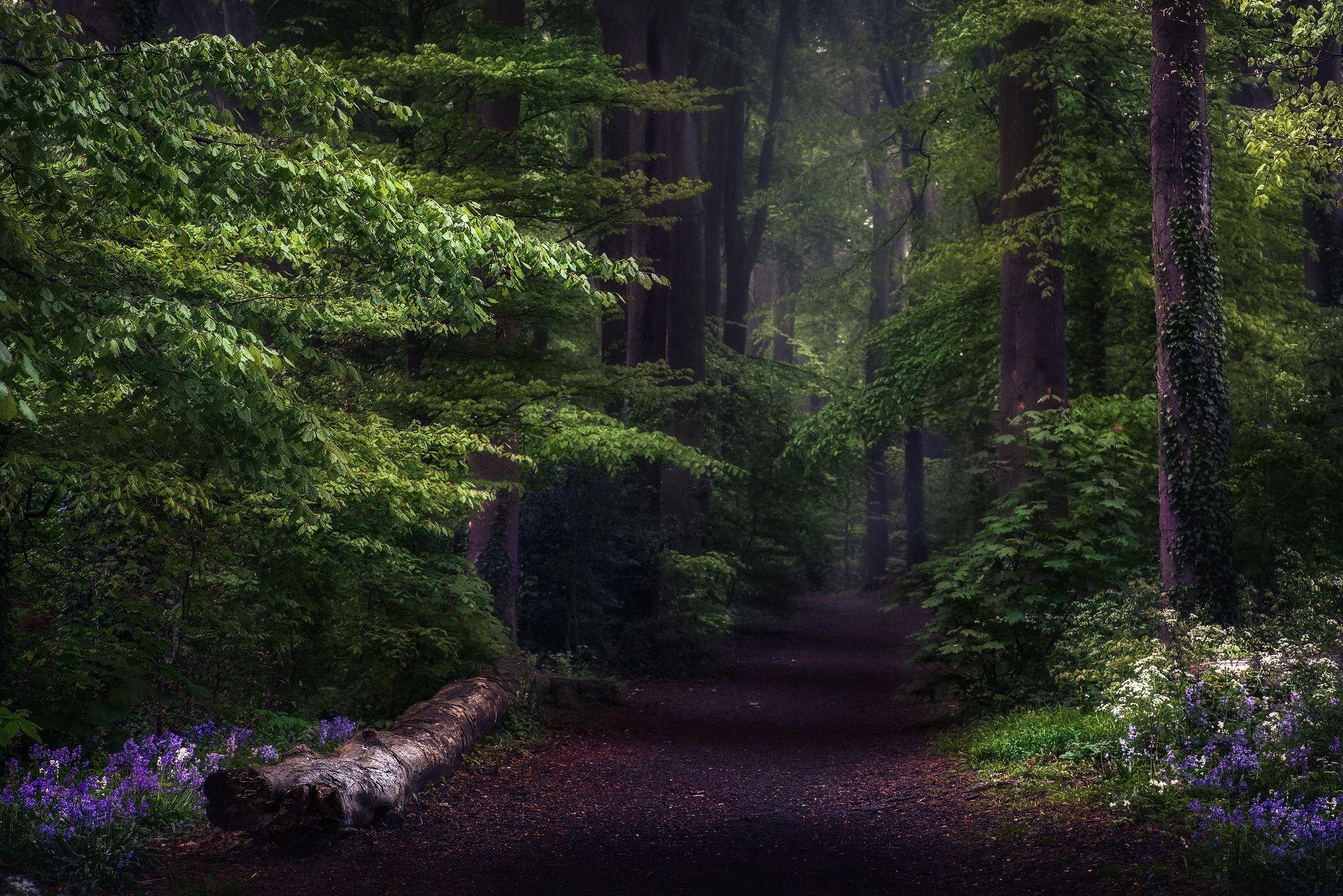 2048x1367 Forest Greenery Nature Path Wallpaper:2048x1367