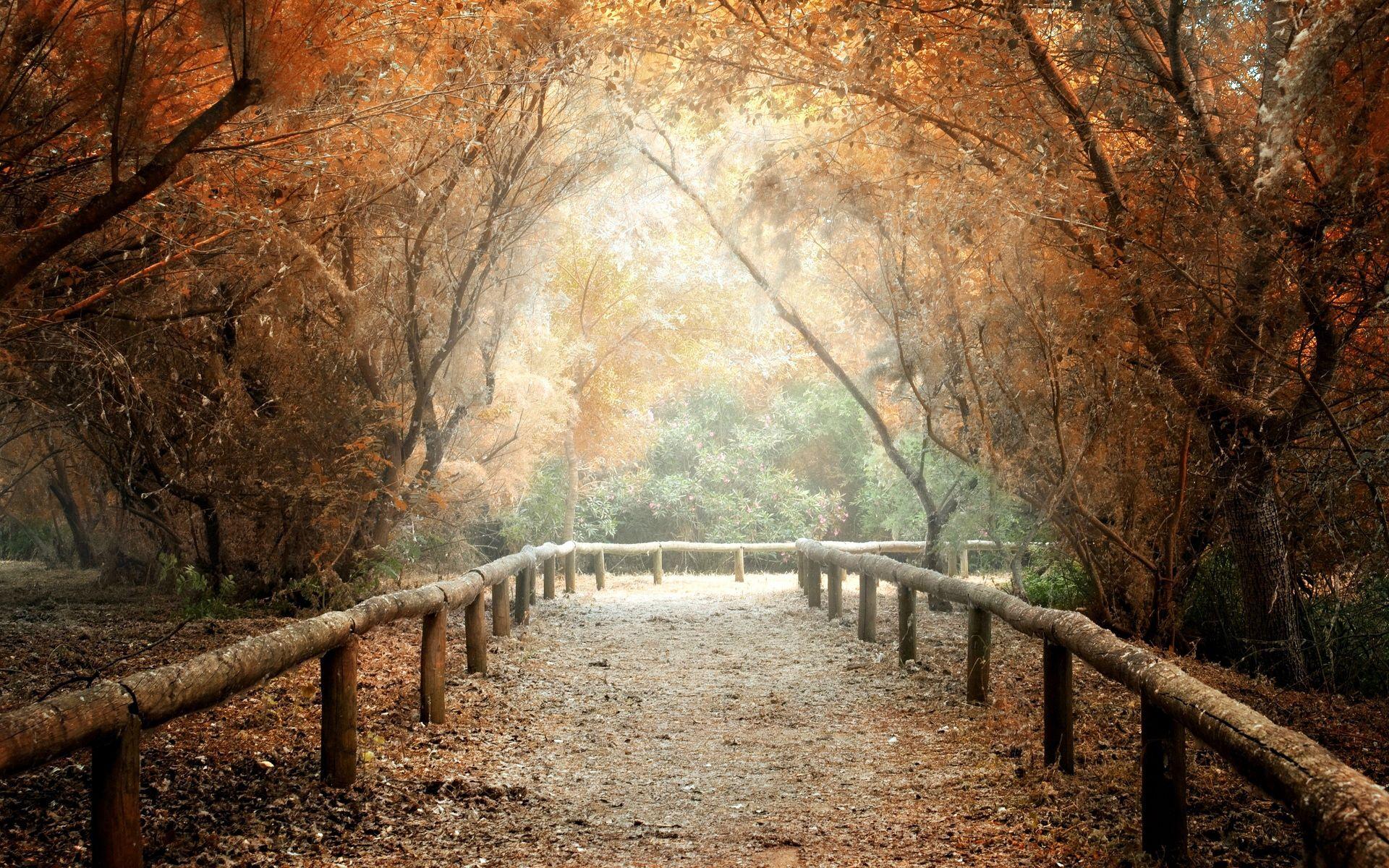 1920x1200 Nature Trees Path and Leaves Wallpaper