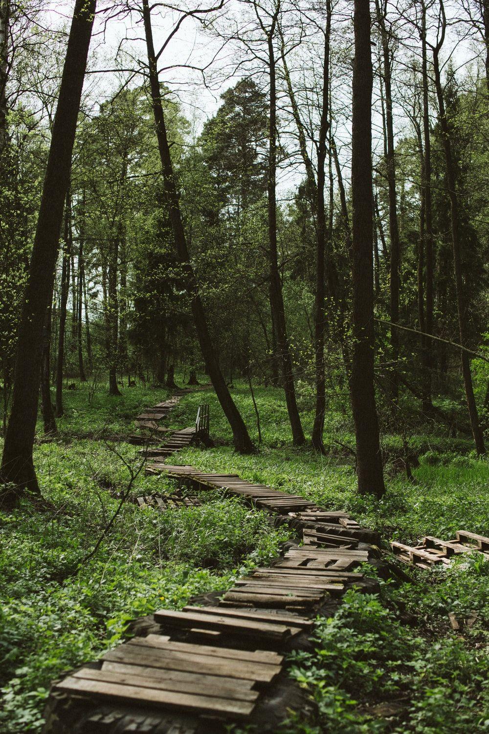 1000x1500 Nature Path Picture. Download Free Image